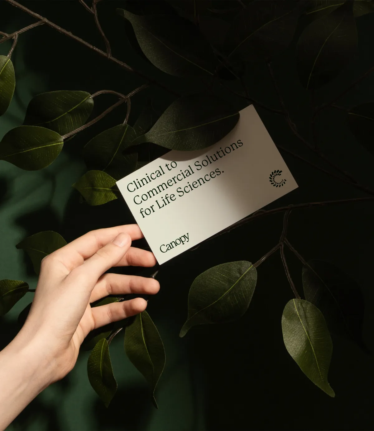 Thiết kế nhận diện thương hiệu Canopy