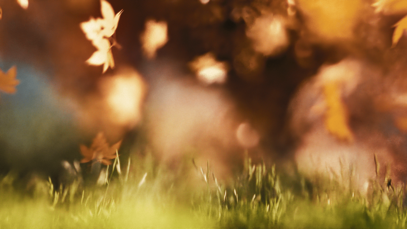Image 5: Ground-level view of falling autumn leaves dissolving into bokeh — still from the Food Forest Ketelbroek film