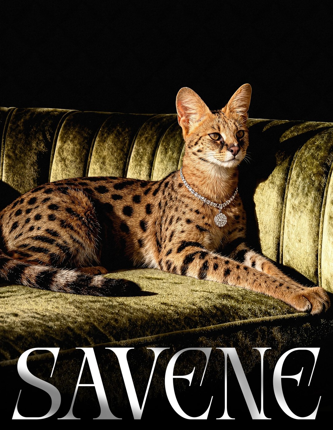 Image 1: Savene jewelry brand identity showing cat visual concept representing autonomy