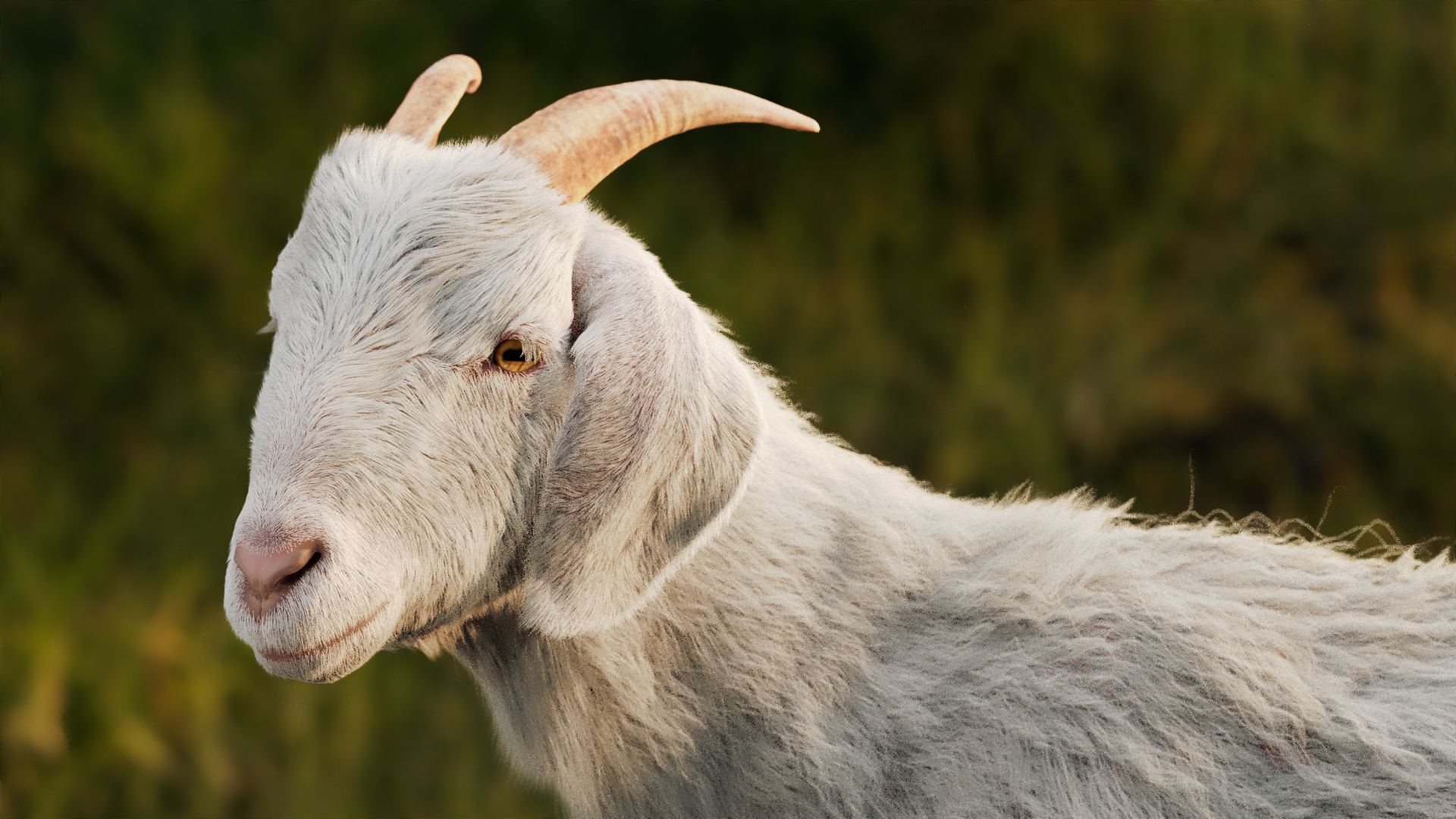 Image 2: Close-up of a goat from melt's Nestlé S-26 Goat Milk campaign.