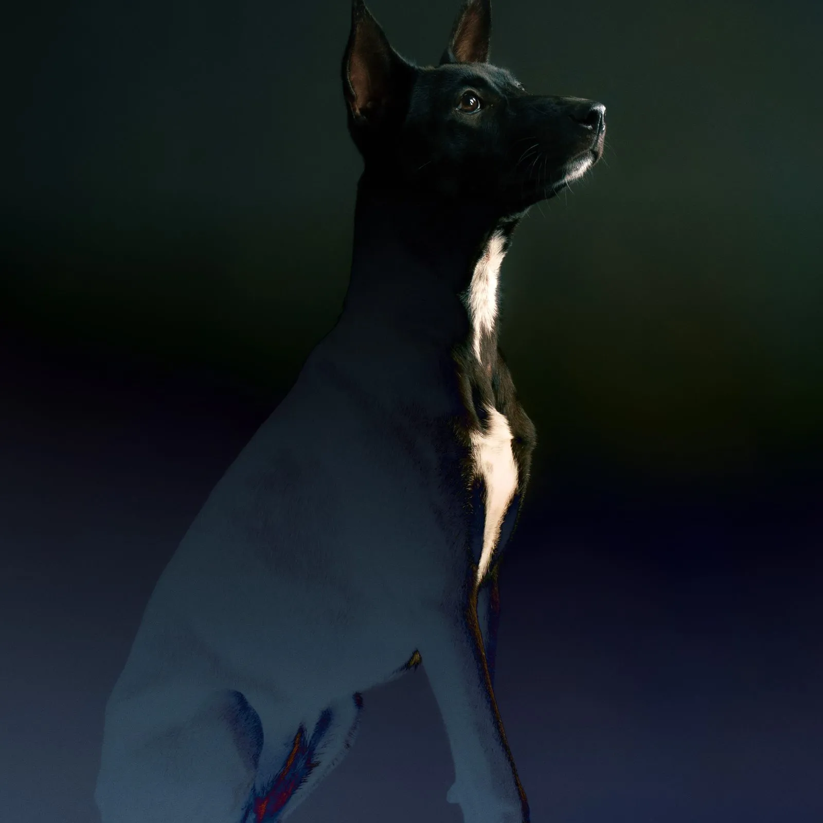 Image 5: Unleash pet storytelling branding cinematic studio portrait of black dog