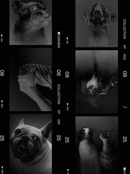 Image 10: Unleash pet storytelling branding animated film light leak photo transition loop