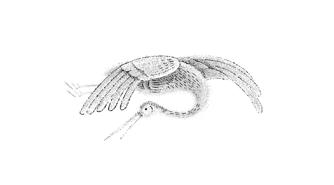 Image 9: animation motion graphics 2D Animation motion design ILLUSTRATION artwork video after effects black and white