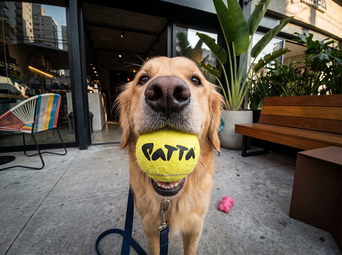 Image 2: brand identity visual identity Logo Design Packaging Brand Design typography Pet pet accessories Mascot Logotype