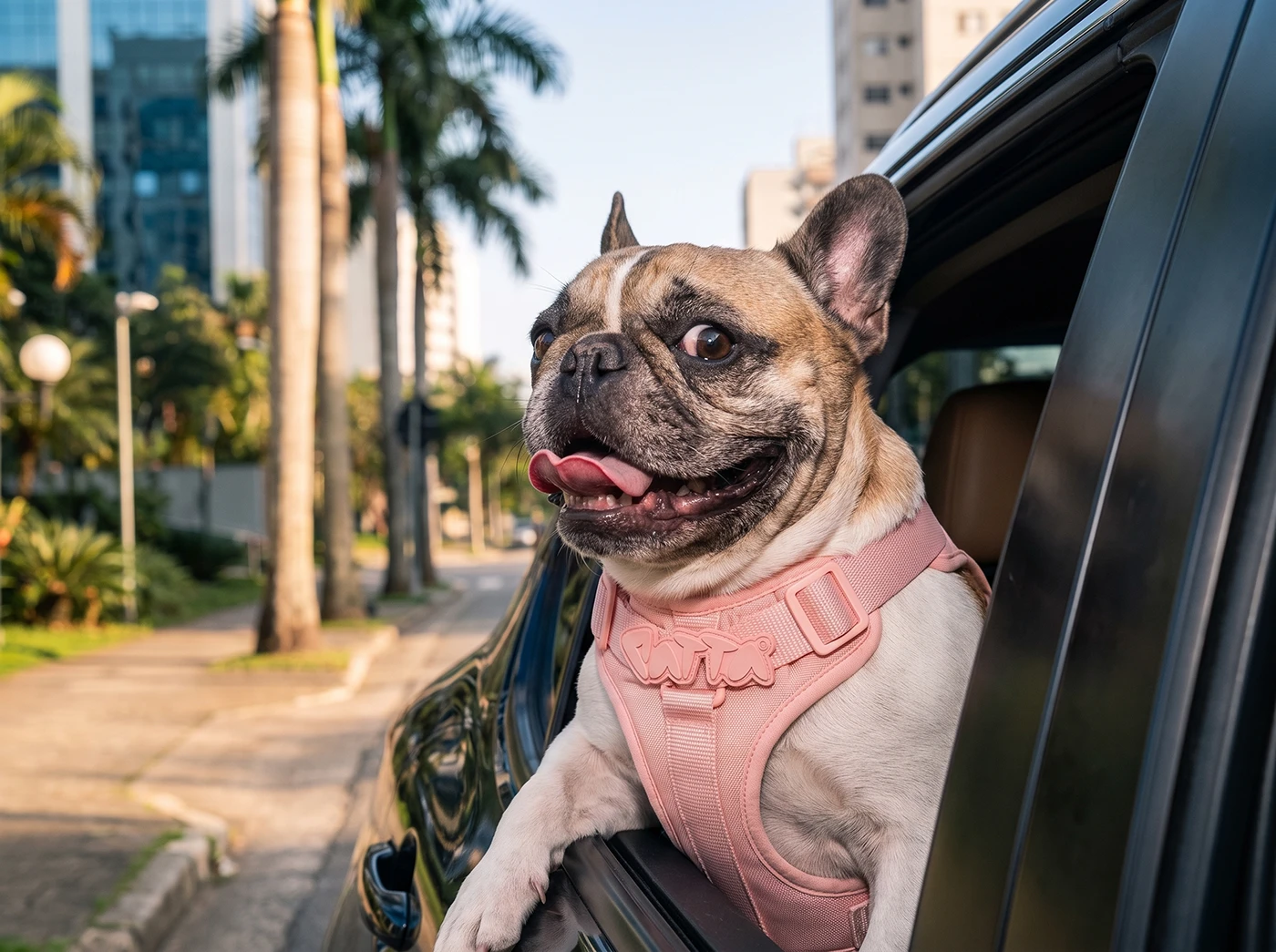 Image 25: brand identity visual identity Logo Design Packaging Brand Design typography Pet pet accessories Mascot Logotype