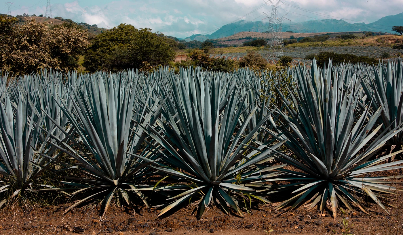 Img03 - Dia Nacional del Tequila: Mexican Agave Roots in Modern Poster and Packaging Design