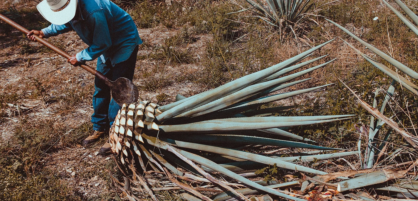 Img11 - Dia Nacional del Tequila: Mexican Agave Roots in Modern Poster and Packaging Design